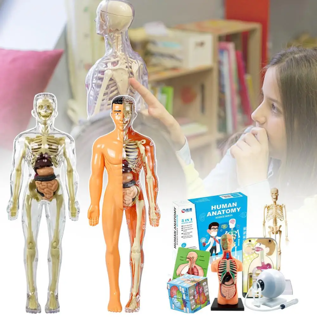 Human Anatomy – Nauka i odkrywanie – zestaw do budowy modelu ludzkiego ciała