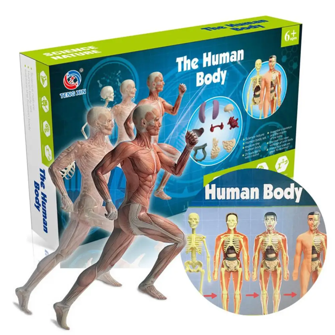 Human Anatomy – Nauka i odkrywanie – zestaw do budowy modelu ludzkiego ciała