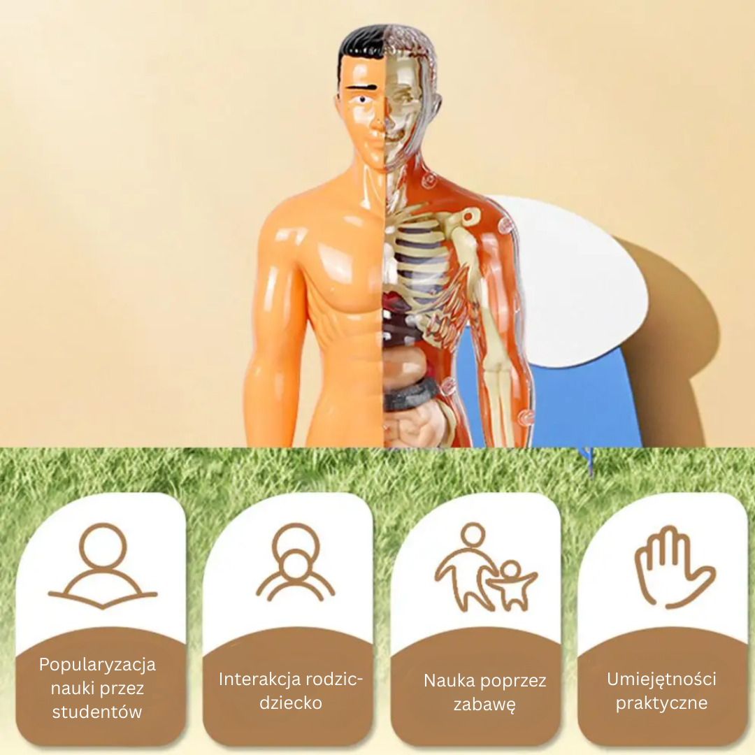 Human Anatomy – Nauka i odkrywanie – zestaw do budowy modelu ludzkiego ciała